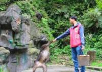 峨眉山招聘猴群管理员 网友：这15个猴官肩上的担子不轻