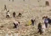 河南村民“抢收”高粱 与农户对骂