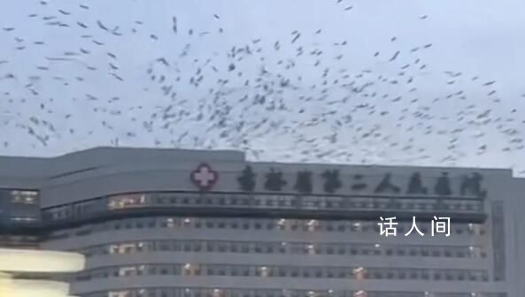 吉林一医院上空有大量飞鸟盘旋 大概维持了四五分钟