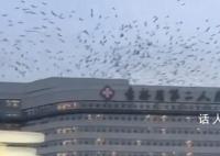 吉林一医院上空有大量飞鸟盘旋 大概维持了四五分钟