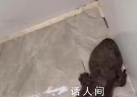 男子帮业主疏通管道掏出娃娃鱼 网友：太离谱了