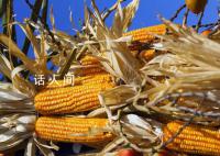 2024年全球小麦玉米价格预计下跌 延续2023年下跌逾11%的走势