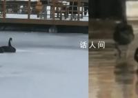 哈师大黑天鹅已被冻湖上两天 有大爷划船去救鹅但天鹅不太配合