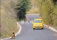 金丝猴与过路司机相互礼让 妥妥化身交通安全形象大使