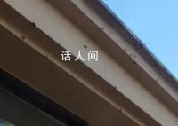 浙江多地出现大量臭屁虫 根本抓不完