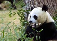 旅美大熊猫美香一家3口今日抵达成都  一起迎接奇迹到来