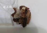 小学食堂吃出鼠头?教育局:系兔头