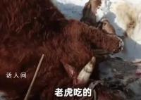 黑龙江居民家养牛被野生老虎捕食 多部门已介入调查处理
