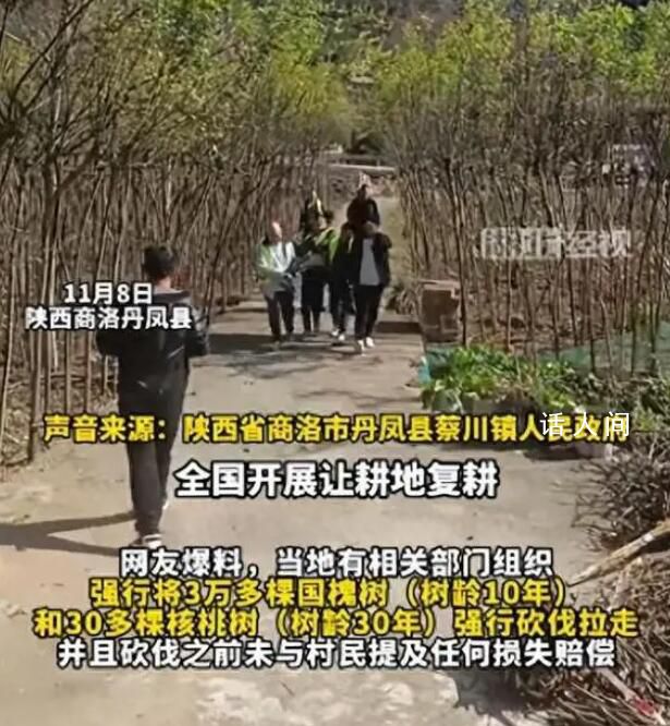 商洛强砍3万多棵国槐树 砍伐之前未与村民提及任何损失赔偿