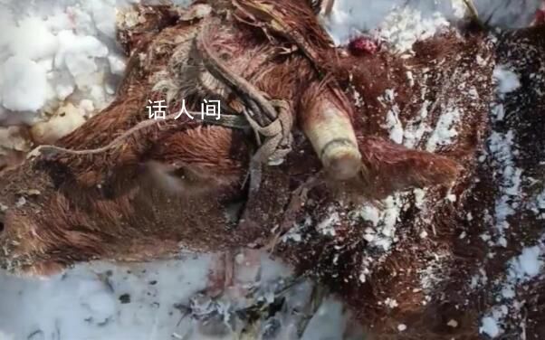 黑龙江疑有老虎进村咬死两头牛 当地发布紧急通知警惕大型猛兽出没
