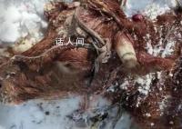 黑龙江疑有老虎进村咬死两头牛 当地发布紧急通知警惕大型猛兽出没