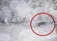 男子办公区遭野猪撕咬 缝100多针