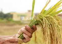 多地受灾,秋粮为何还丰收?