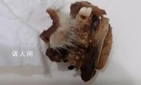 重庆一小学食堂出现鼠头系谣言 公安机关将对发布传播谣言者进行调查处理