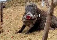 市民驾车与野猪相撞 被判全责