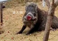 官方调查强砍3万多棵国槐树事件 目前丹凤县已成立调查组