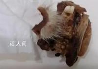 重庆一小学食堂出现鼠头系谣言 公安机关将对发布传播谣言者进行调查处理