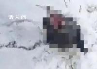 老虎出没 村民喂狗发现只剩狗头