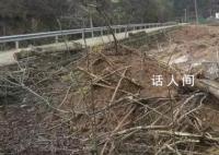 陕西通报砍国槐事件:违规占用农田