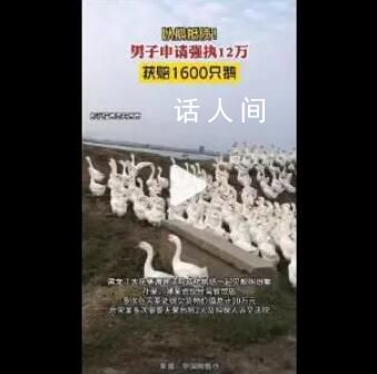 男子申请强执12万获赔1600只鹅 双方达成了以鹅抵债的执行和解协议