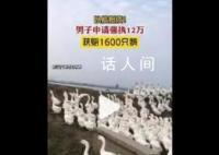 男子申请强执12万获赔1600只鹅 双方达成了以鹅抵债的执行和解协议
