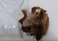 小学食堂吃出鼠头?官方:为兔头唇部
