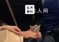 网友发视频称乘客带着小猫坐地铁 地铁不允许携带宠物