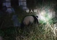 村民夜间偶遇野生大熊猫 慢悠悠地向竹林走去