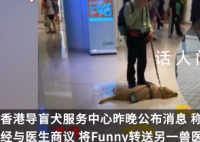 香港一导盲犬在商场内晕倒去世 抢救无效于晚上离世