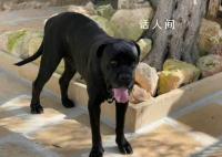 金星发文疑内涵董明珠王自如 口含明珠进退自如