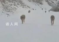 游客新疆偶遇狼群淡定拍照 场面惊险