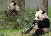 白宫称欢迎大熊猫重返美国 我们绝对欢迎它们回来