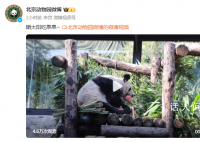 丫丫晒太阳吃果果 网友评论丫丫真是越来越好看了