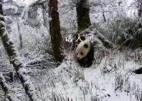 红外相机拍到野生大熊猫雪地行走 步伐稳健样子憨态可掬