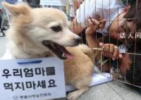 韩国从2027年开始禁食狗肉 打击行动计划将从2027年正式开始