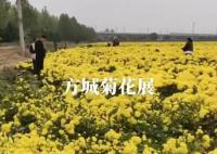 河南百亩菊花种植户称被群众偷摘 吸引了大量游客前来拍照留念