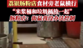 广州一连锁肠粉店被曝老鼠横行 卫生状况十分堪忧