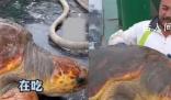 渔民误捕300斤大海龟后果断放生 保护动物是每一位渔民的责任和义务