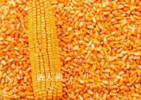 转基因种子公示期满月 商用在即