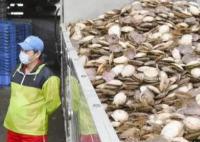 中国10月进口日本水产品仅240万元 减少99.3%