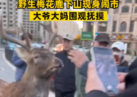 梅花鹿现身闹市大爷大妈围观抚摸 路人：附近山上有一群不怕人
