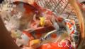 全国超六成锦鲤来自河南 从土里刨食到水里淘金