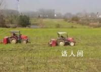 全国秋冬种进度已超98% 冬小麦面积将继续保持稳定