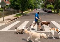 美国多州爆发神秘犬类传染病 犬类收容所被挤满