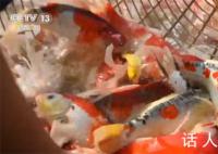 全国超六成锦鲤来自河南 从土里刨食到水里淘金