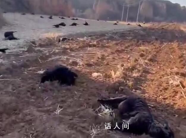 80余只羊田间中毒死亡 警方发悬赏
