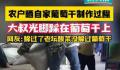 农户赤脚踩自家售卖葡萄干惹争议 网友：我吃葡萄干从来不洗
