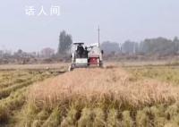 全国秋粮收购已累计超6000万吨 目前各地秋粮收购正在有序展开