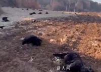 80余只羊田间中毒死亡 警方发悬赏