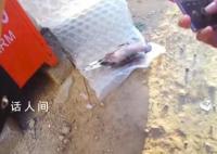 男子打死一只珠颈斑鸠被刑拘 涉嫌非法狩猎罪